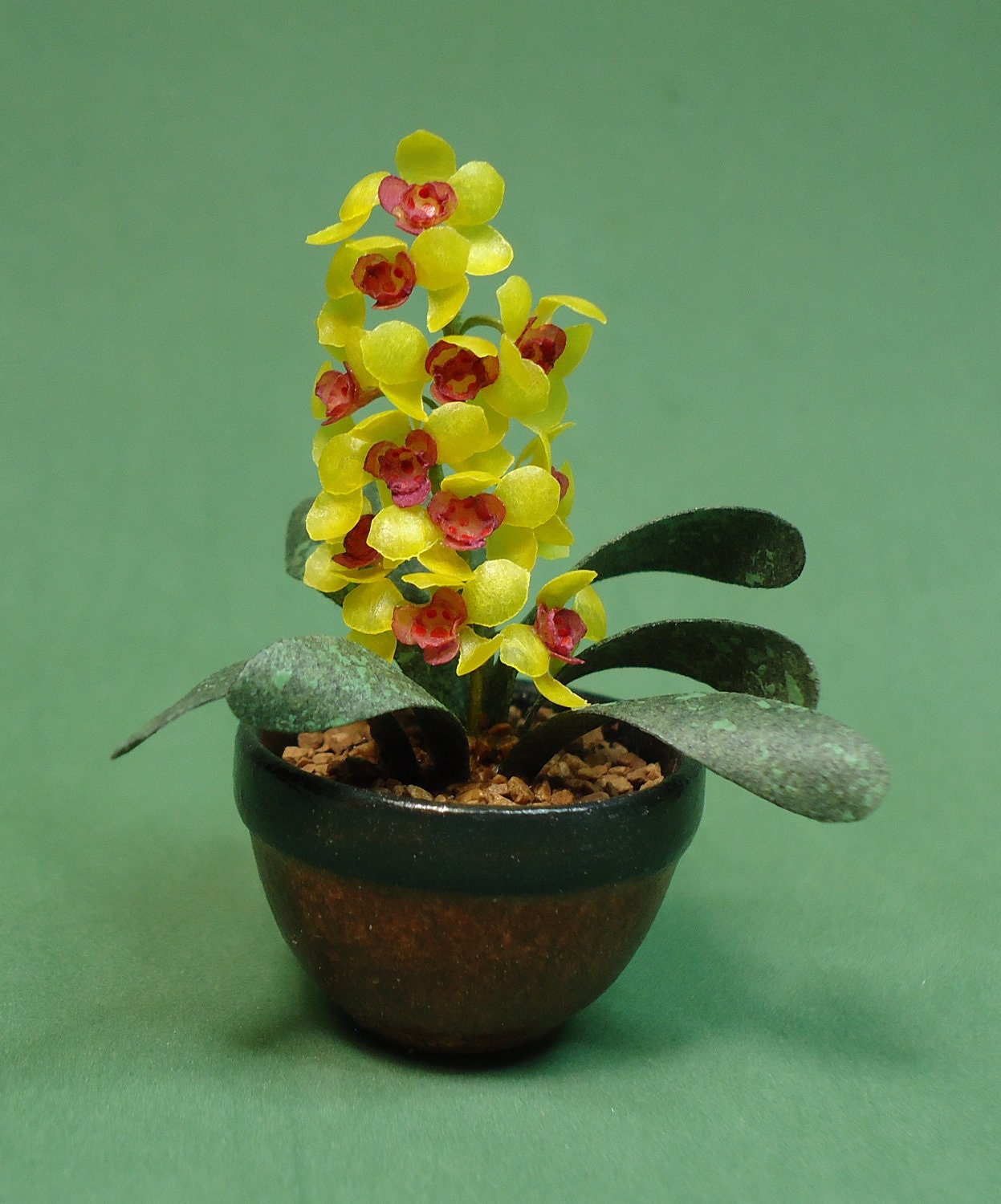 dollhouse scale orchid plant