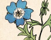 Baby Blue Eyes Print