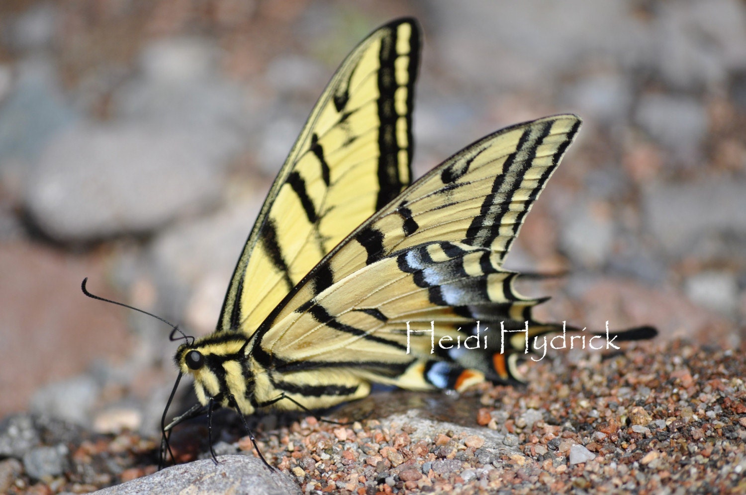 Two-Tailed Swallowtail 8.5x11