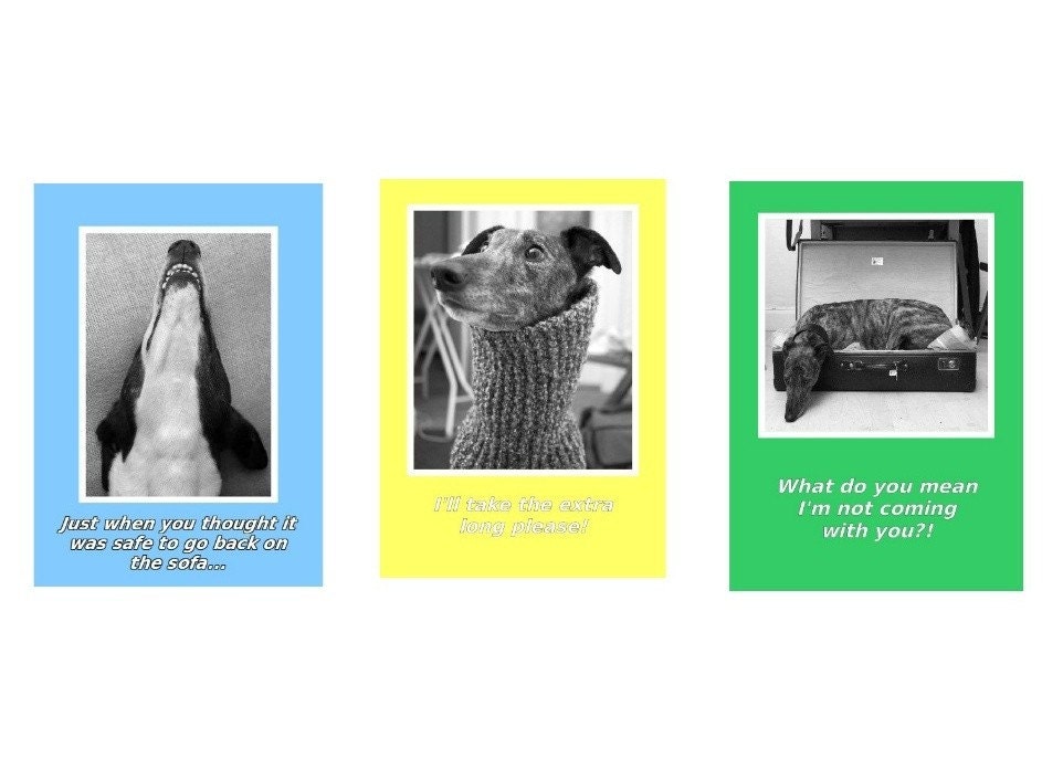 funny greyhound greeting cards - pack of 4