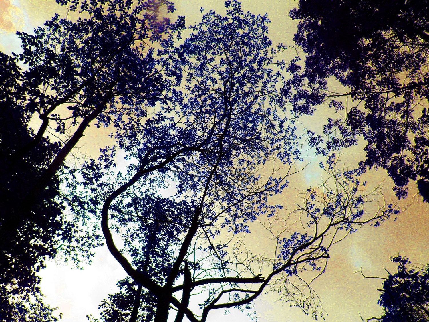 Art Gallery Quality - Japanese Gold Silk Kimono Sky 11x14 Fine Art Photograph