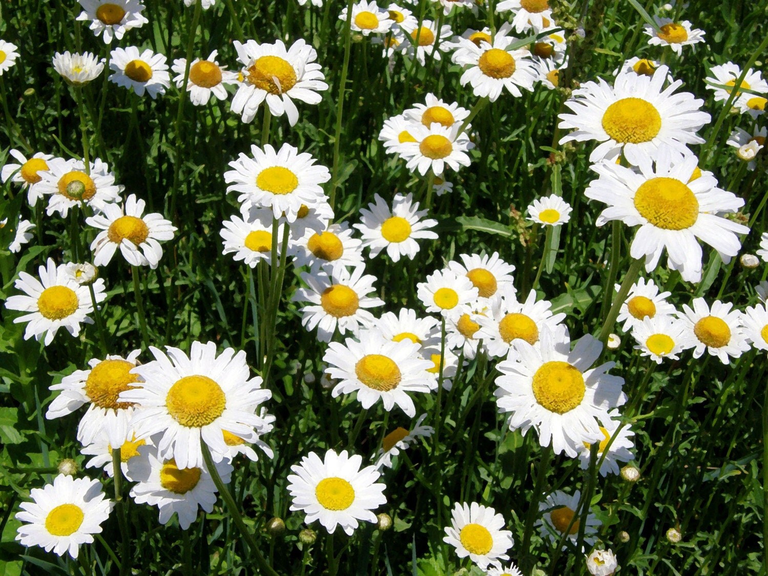 field daisy