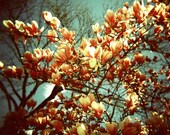 Pink Magnolia Tree in Prospect Park Holga Photo Print, Magnolias, Nature Photography