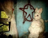 Surreal Creepy White Rabbit Photography Print, Variations on Claustrophobia