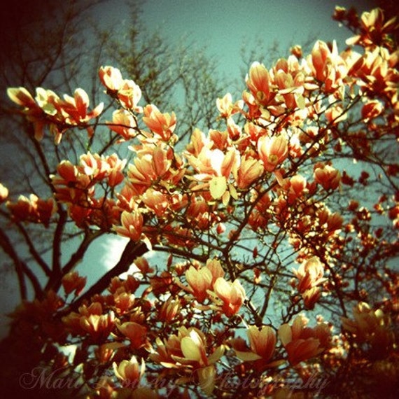 Holga Nature