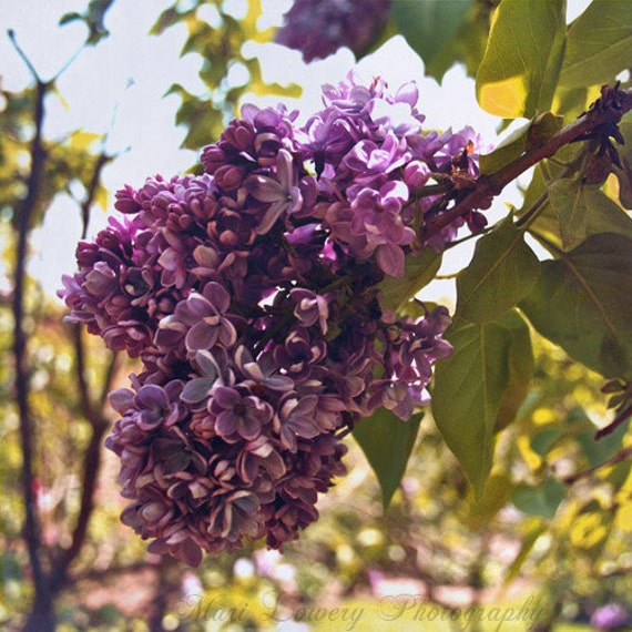 lilacs spring