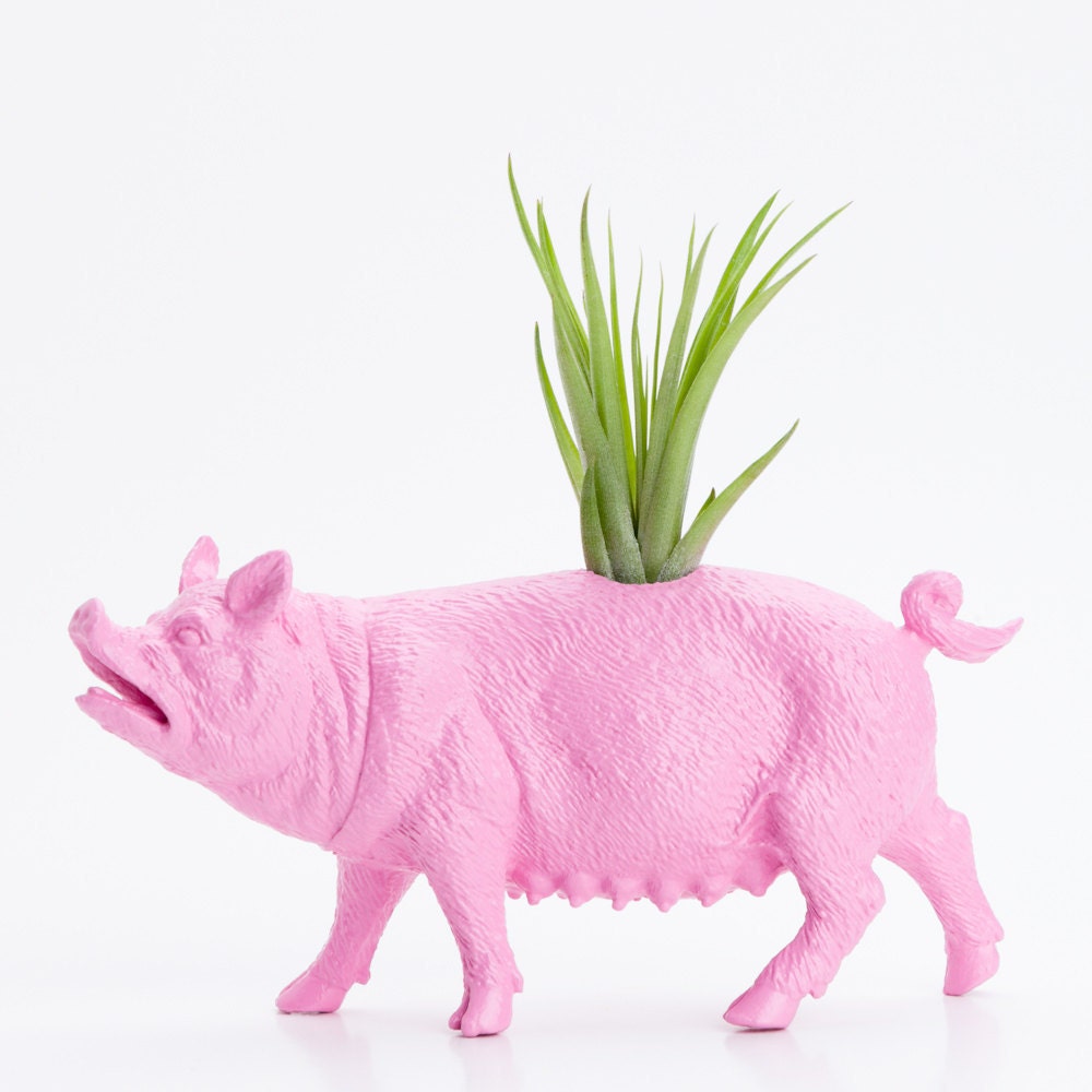 Air Plant Pig Planter, College Dorm Geekery, Plants and Edibles, Pink Plant Pot