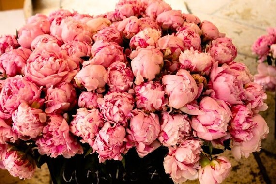 Nature Photography - French Market Fragrant Peony - 8x10 fine art photograph - southern france peony - french home decor - pink peony print