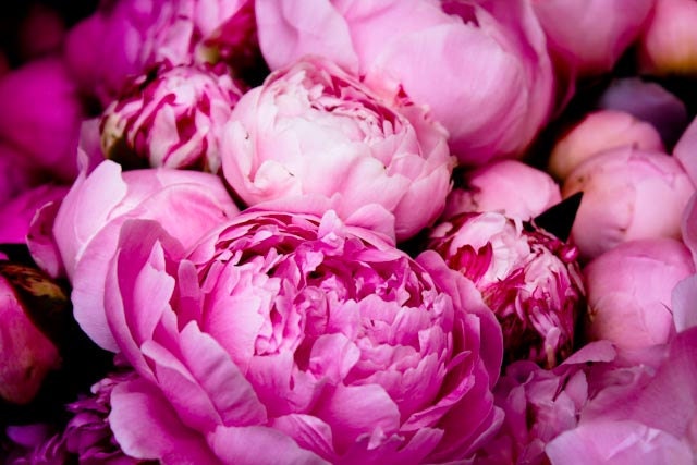 Nature Photography - Fragrant Pink Peonies in Southern France - 8x10 French Fine Art Photograph - Pink wall art