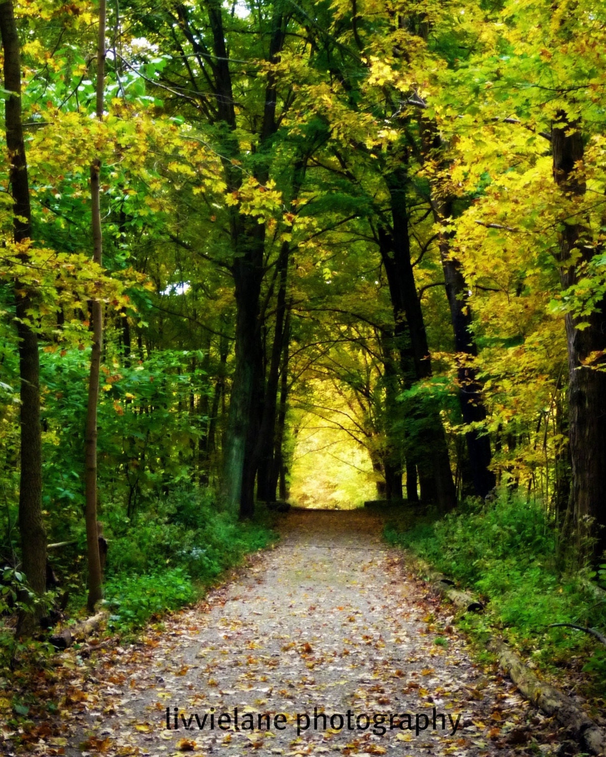 Forest landscape photo - The Road Not Taken - 8 x 10 fine art photograph - vibrant greens and yellows