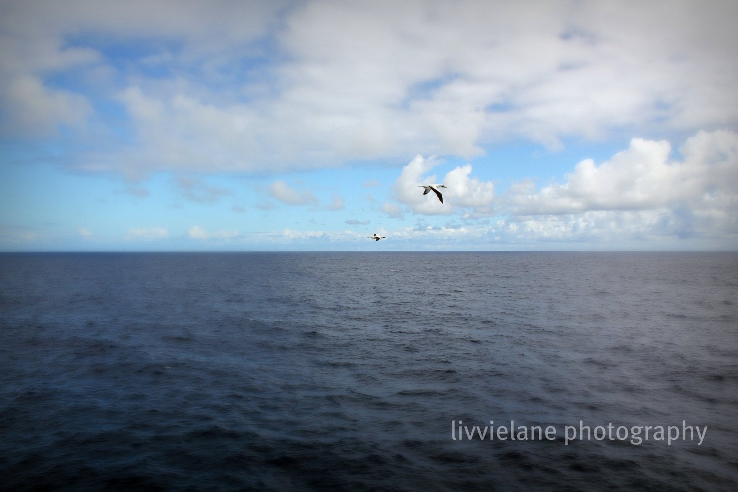 Nautical photo - Take Flight - 11 x 14 fine art color photograph - azure cerulean dark navy blue