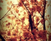 Burst Into Light - 5 x 7 fine art color photograph -- golden yellow amber hues