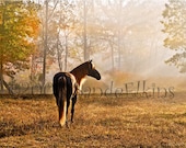 Rocky Mountain High, fine art equine photography print