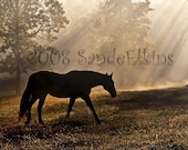 Solitude, 5x7 fine art equine photography by Sande Jones-Elkins, Gray Horse Designs