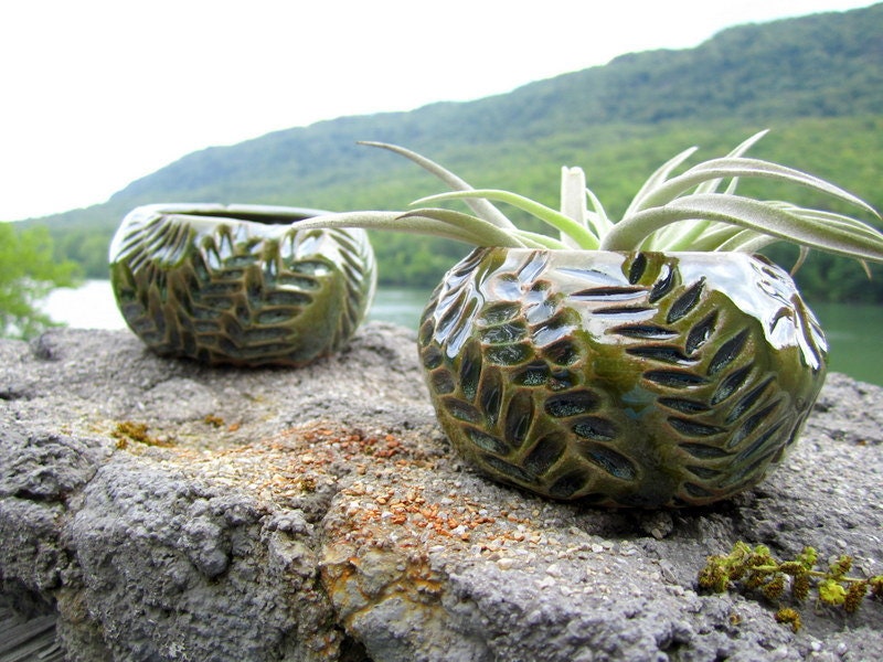 Jungle Buds