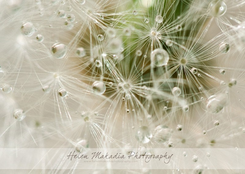Nature Photograph. Still Life. Bubbles. Dandelion. Macro. 5x7 Print
