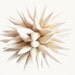 Beach Wedding Decoration Wedding Gift Paper Star Urchin Nautical Home Decor Ivory Sand Dipped Ornament - 4 inch - White Sandy Beach Sparkler