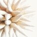 Beach Wedding Decoration Wedding Gift Paper Star Urchin Nautical Home Decor Ivory Sand Dipped Ornament - 4 inch - White Sandy Beach Sparkler