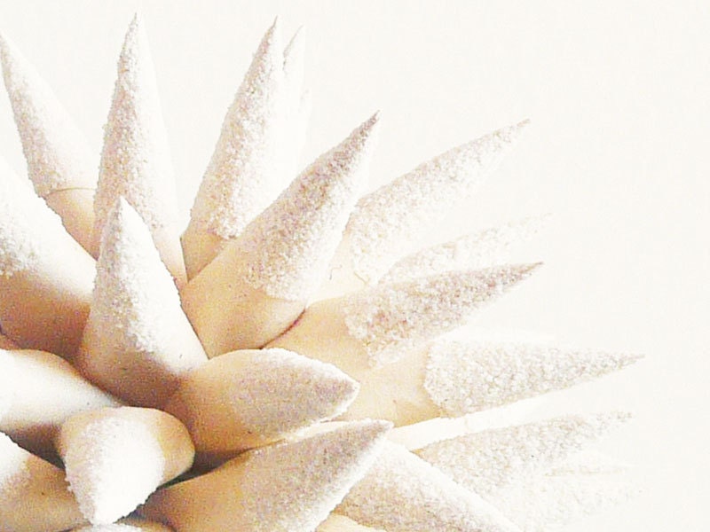 Beach Wedding Decoration Wedding Gift Paper Star Urchin Nautical Home Decor Ivory Sand Dipped Ornament - 4 inch - White Sandy Beach Sparkler