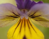 Purple flower photo - Nature's first green is gold - 8 x 12 fine art print