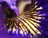 Purple flower photo - Follow the yellow brick road - 8x10 fine art home decor abstract