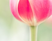 Mothers Day flower photo pink tulip picture - Embrace Lightly - 8x10 fine art print - home decor nursery floral wall art