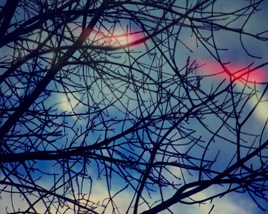 Tree branches reflected in a blue pond with orange fish - Fishpond 4 - 8x10 fairy tale photography