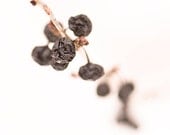 Winter Vineyard Trio Instant 5x5 collection plus 1 - Winter Berries, Birdhouse No4 , Loop de Loop - modern minimalist food vinyard decor