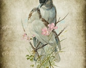 Vintage Bird Illustrations on Old Paper - INSTANT DOWNLOAD - BIRD 10  -  8 x 10 inches in size -