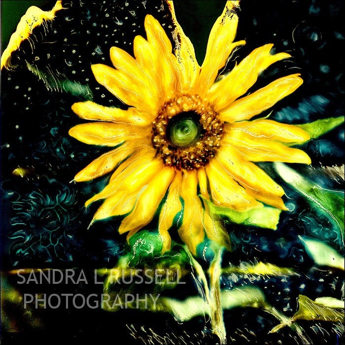 COSMIC SUNFLOWER   Let this bright yellow sunflower brighten your day 8x8 print 12x12 matted