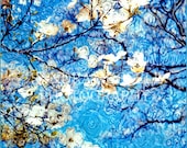 Dogwood Sky altered Polaroid photograph 20x20  matted  by Sandra Lynn Russell
