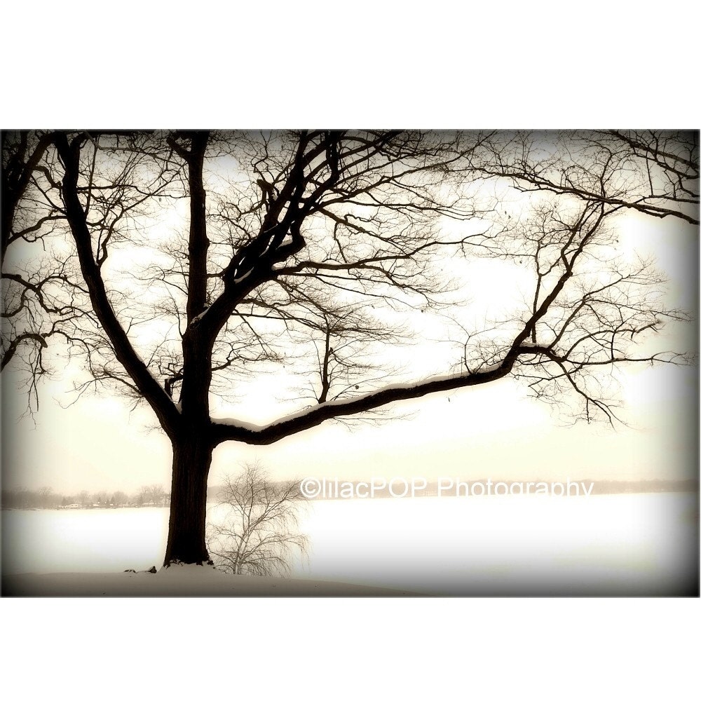 Landscape Photograph, Quiet Tree, 11x14 Sepia Fine Art Photograph on Metallic Paper