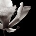 Black and White Flower Nature Photography on Metallic Paper