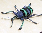 Real Framed Purple Green Weevil Beetle Conservation Display 2339