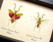 Preying Mantis Pair bright Red Female Archival Display 7890