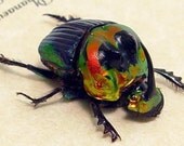 Scarab Phanaeus Imperator Male Real Framed Beetle 2147