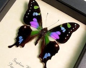 Mother's Day Gift Best Seller Butterfly Purple Spot Swallowtail FREE SHIP 229 - REALBUTTERFLYGIFTS
