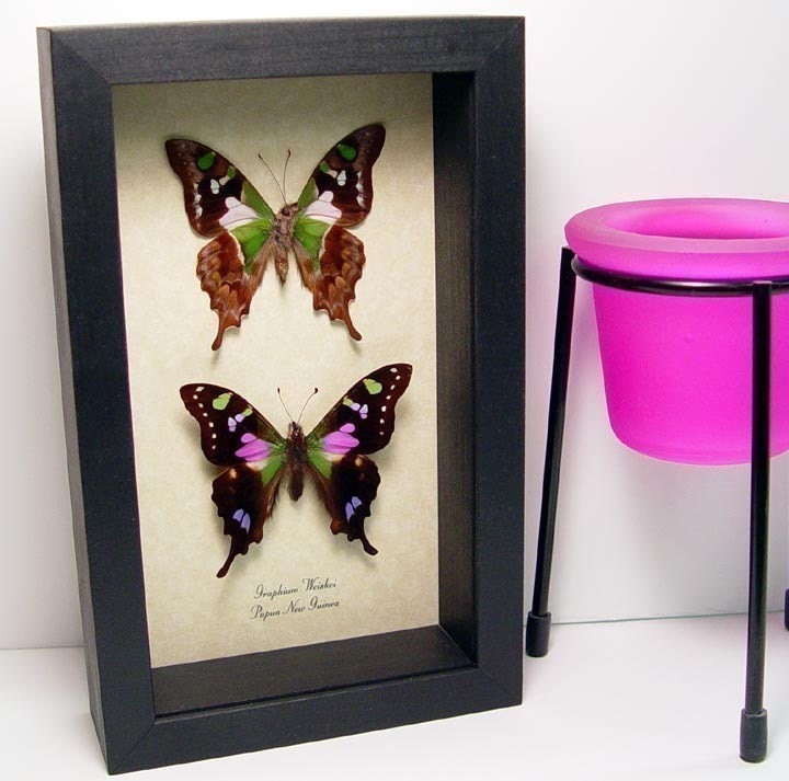 Wedding Gift Best Seller For 18 Years Graphium Weiskei Museum Display 229p