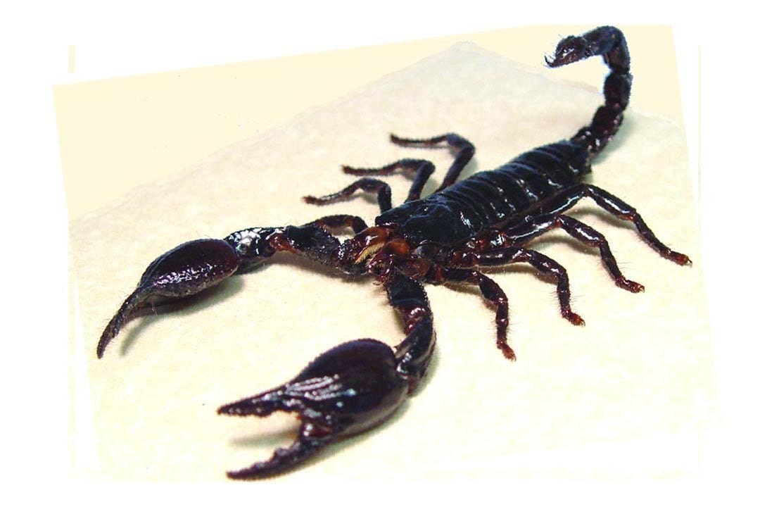 Real Big Stinger Striking Scorpion Conservation Display 2322s