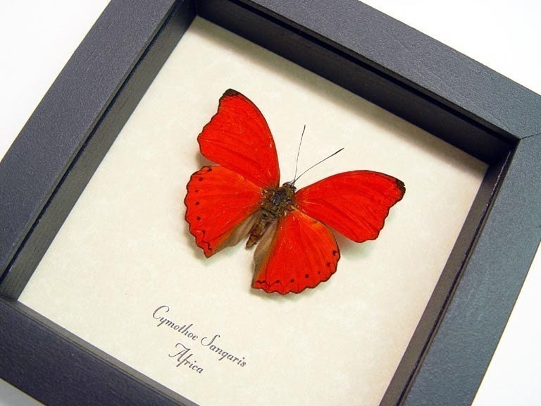 I Love You Red Heart Butterfly Display Free Shipping 397