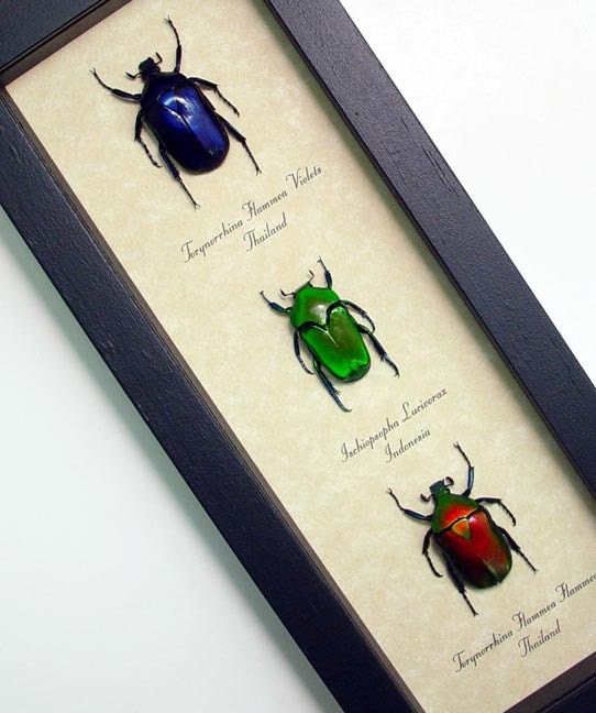 Real Framed Bright Red Green Blue Jewel Beetle Set 7922