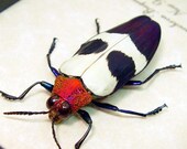 Real Flying Purple Jewel Beetle Display 2105