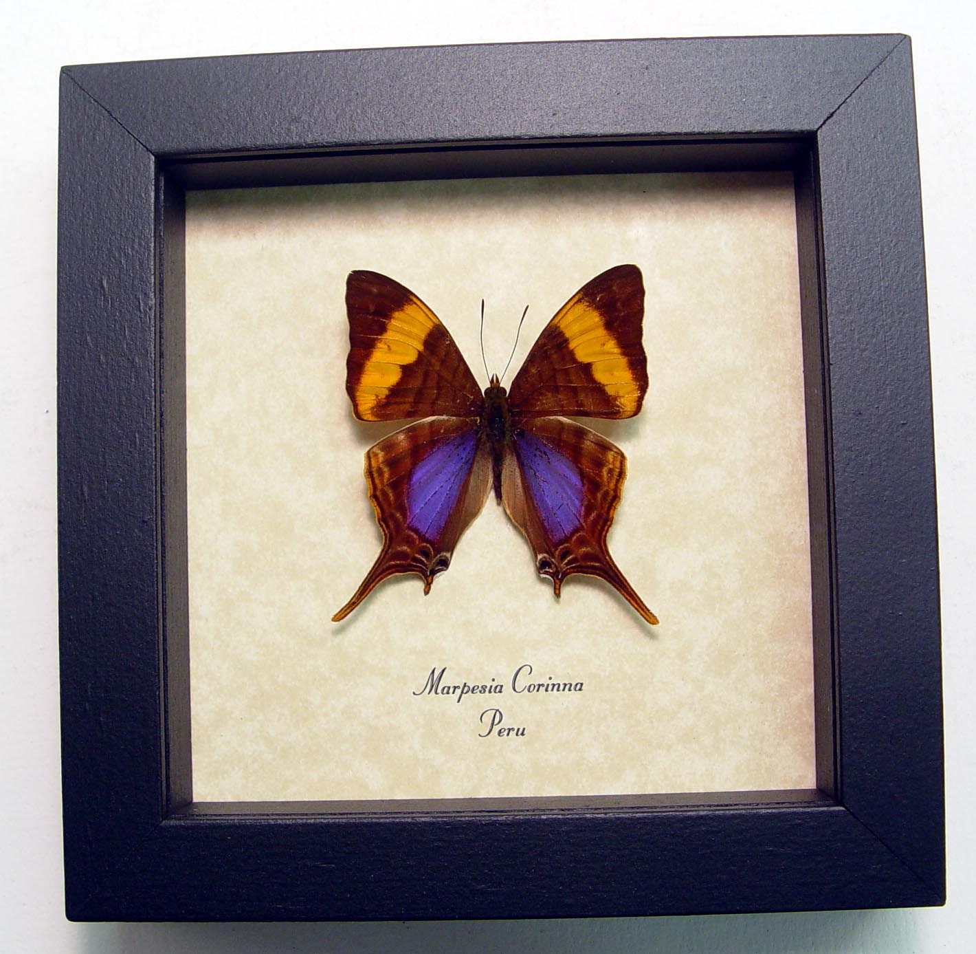 Framed Butterfly Conservation Display Marpesia Daggerwing 763
