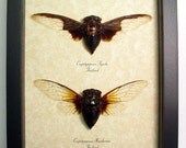 Real Bat Winged Cicada Pair Real Framed Insect display 7960