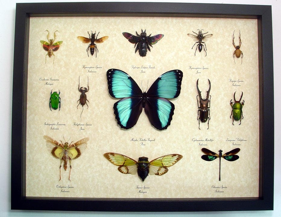 Insect Collection Museum Display 13 Specimens 8019