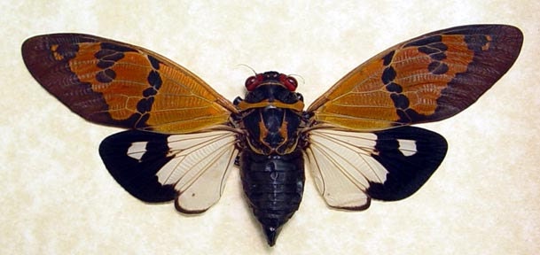 Gaeana Festiva Real Two Toned Cicada Framed 8072