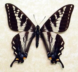 Pale Swallowtail Real North American Framed Butterfly 8066