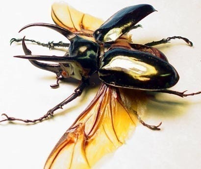 Beetle Flying