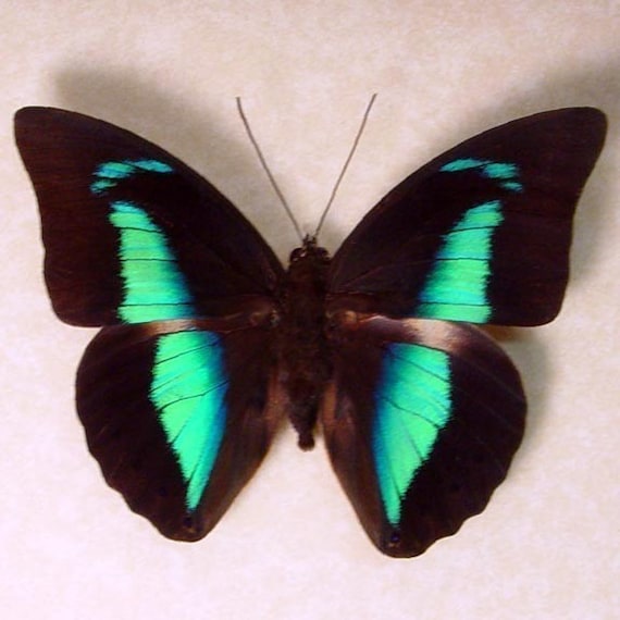 Butterfly Blue Reflector Prepona 921