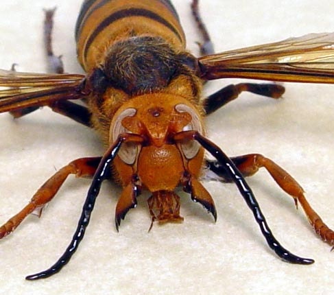 giant japanese hornet
